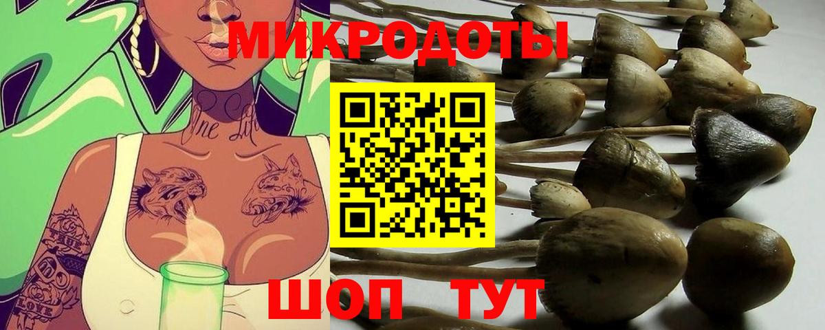 Псилоцибиновые грибы Psilocybe Ижевск